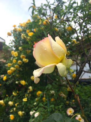 2016-05-11-rose