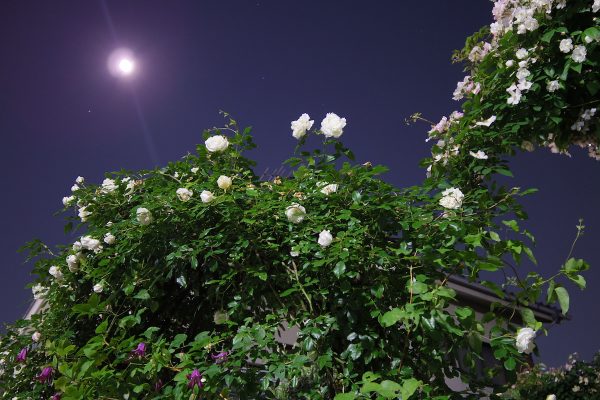 20160517-moon-rose